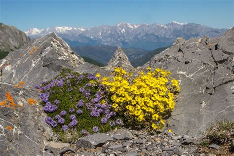 Alpine Garden Society Norfolk Group - Illustrated talk by Jon Evans ...