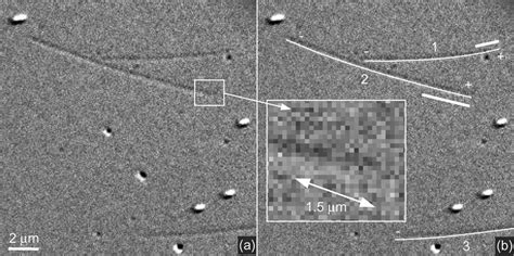 Image result for DIC Microscopy Tutorial