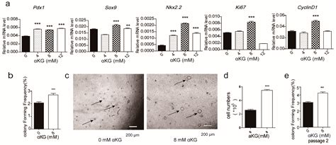 α-Ketoglutarate Promotes Pancreatic Progenitor-Like Cell Proliferation