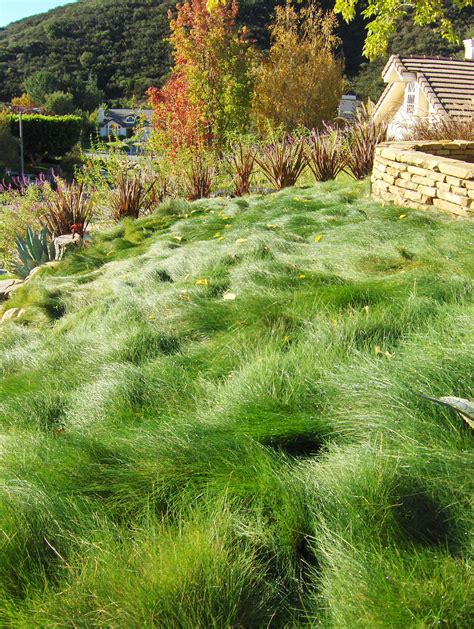 Red Fescue | Grasses Garden, Lawn and Garden, Fescue Lawn