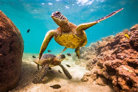 Green Sea Turtle Facts: Habitat, dieta, conservazione e altro | My Race