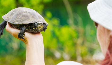 What Do Baby Box Turtles Eat As Pets at Caren Knuckles blog