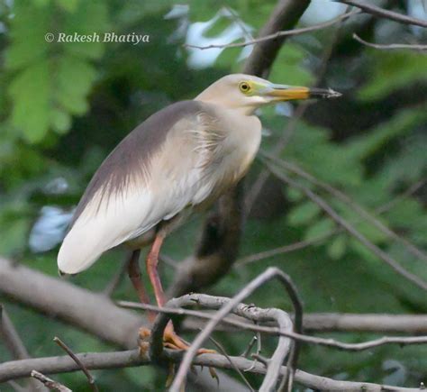 Indian Pond Heron,કાણી બગલી