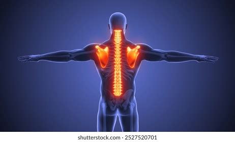 Image result for Backbone System