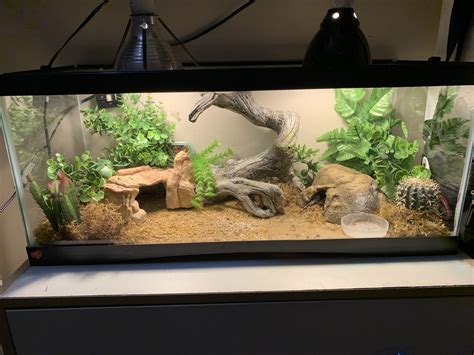 Luipaardgekko Habitat 10 Gallon