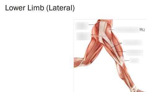 BIO 214: Muscles: LOWER LIMB (side view Diagram | Quizlet