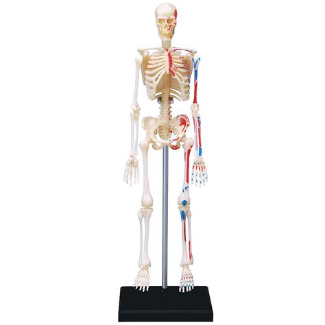 Buy 4D VISIONS MODELS Visible Human Skeleton Anatomy Kit, One Color ...