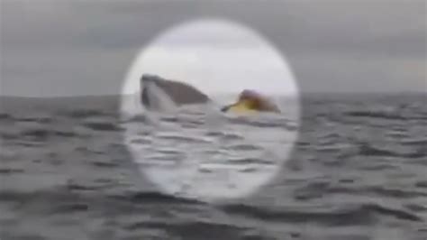 ¡Se salva de milagro! Joven fue tragado y expulsado por una ballena en ...
