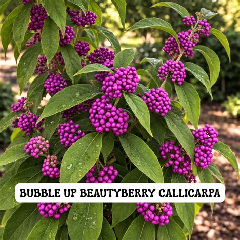 Bubble up Beautyberry 4 Inch Pot, Callicarpa Shrub With Early Purple ...