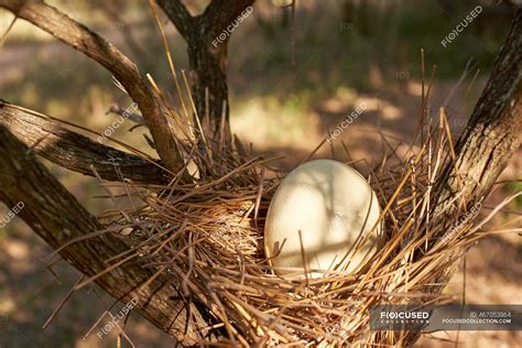 Ostrich Eggs Nest