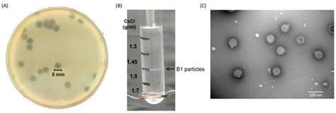 Genomic, Functional, and Evolutionary Insights into a Novel T7-like ...
