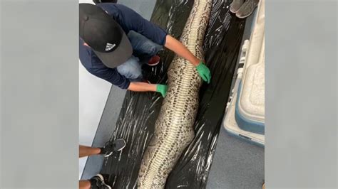 Shocking video: 5-foot alligator found inside Burmese python in Florida ...