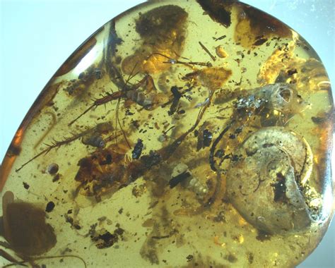 Amber Preserved Fossil