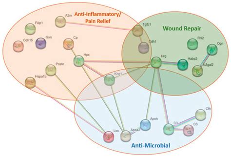 Tilapia Fish Skin Treatment of Third-Degree Skin Burns in Murine Model