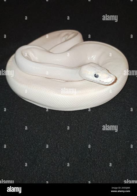 Image result for Leucistic Ball Python