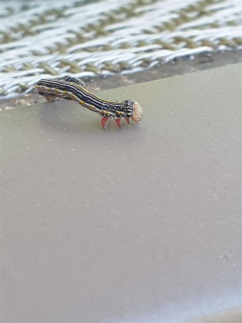 Image result for Alien Caterpillar Creature