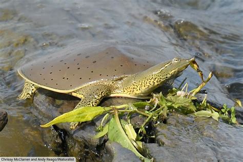 Fastest Softshell Turtle 的图像结果