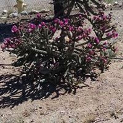 Discover Tombstone Today Events | Tickets & Details | AllEvents