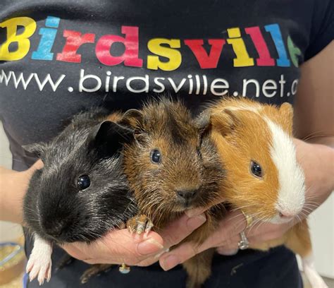 Guinea Pigs for Sale care guide, set up | Birdsville | Sydney