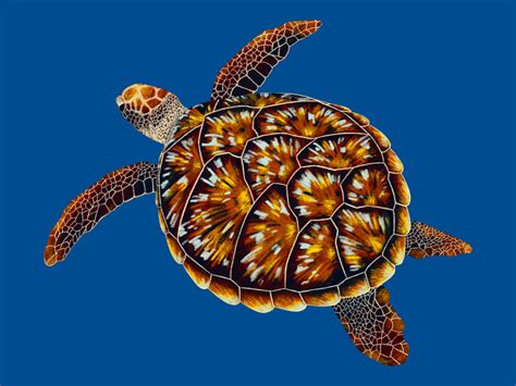 hawksbill turtles #3268681 | Clipart Library