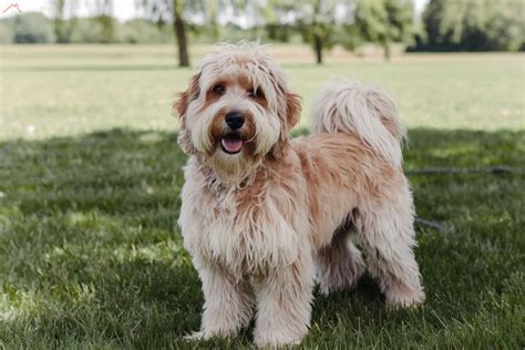 Image result for Cockapoo Full-Grown