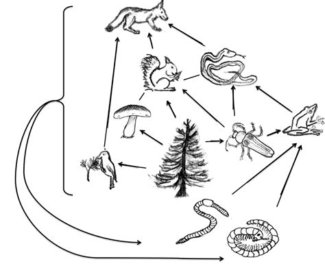 Local Food Web 的图像结果