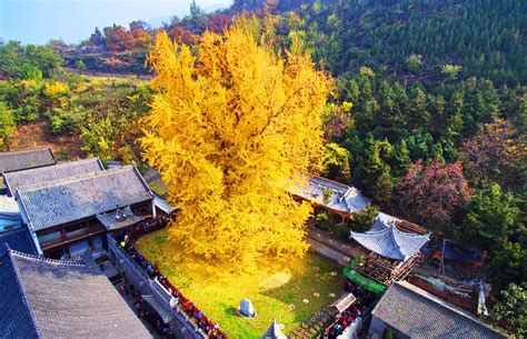 西安最漂亮的银杏树在终南山，最佳观赏期到了，满地金黄，美翻了_李世民