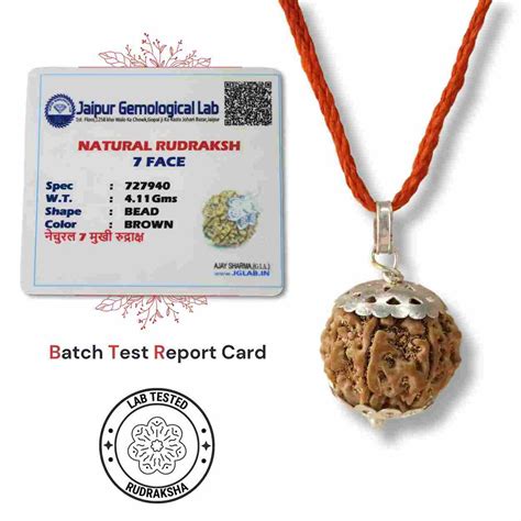 7 Mukhi Nepali Rudraksha - Saat Mukhi – Japam
