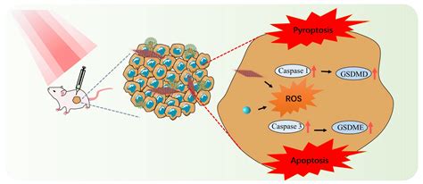 Cascade Amplification of Pyroptosis and Apoptosis for Cancer Therapy ...