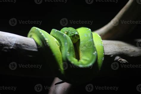 Image result for High Yellow Green Tree Python