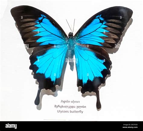 Ulysses butterfly - papilio ulysses - museum Stock Photo - Alamy