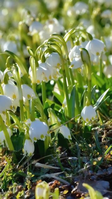 Download wallpaper spring, primrose, snowflake, section flowers in ...