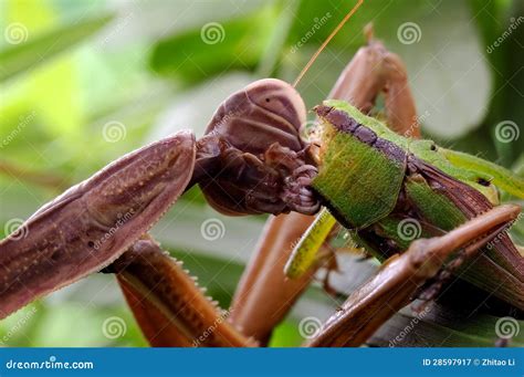 Praying mantis s food stock image. Image of animals, natural - 28597917