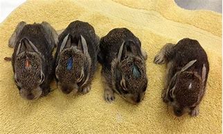 Image result for Cute White Baby Rabbits