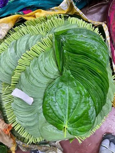 Bangla Paan - Bangla Pan Betel Leaves Trader - Wholesaler / Distributor ...