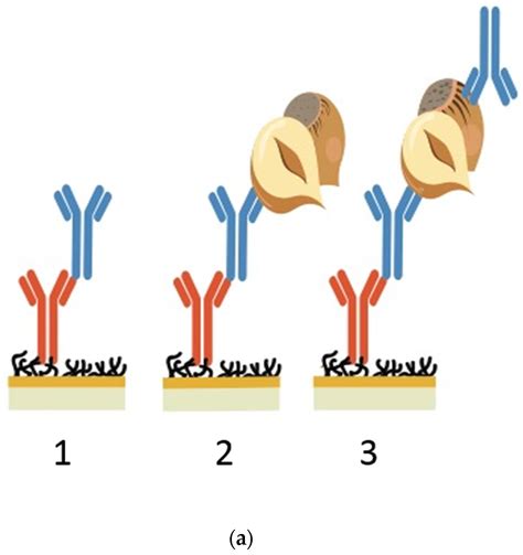 Rapid Antibody Selection Using Surface Plasmon Resonance for High-Speed ...
