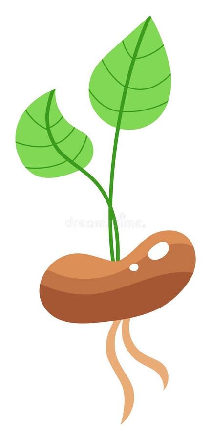 Image result for Seed Draw Script