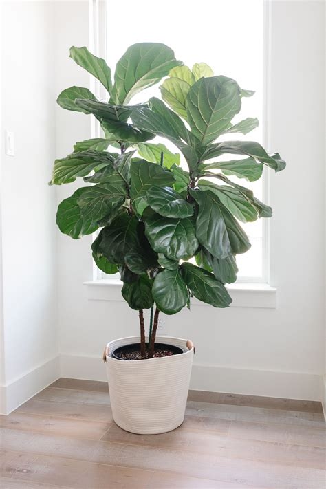 3 proven fiddle leaf fig care tips for the best growth – Artofit