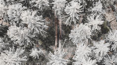 Download wallpaper 1366x768 forest, road, aerial view, trees, snow ...