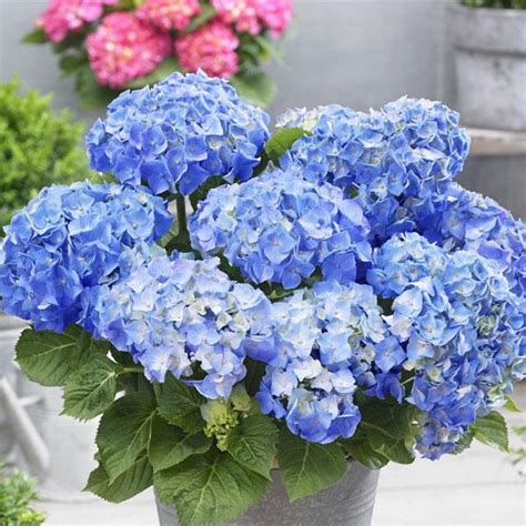 Buy Blue Flower Plants online from Nurserylive at lowest price.
