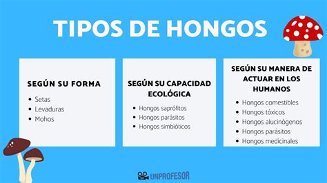 Nombres De Diferentes Hongos Hongos Saprófitos.