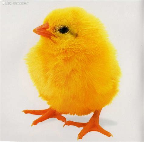 鸡怕什么声音，母鸡能活多少年-农百科