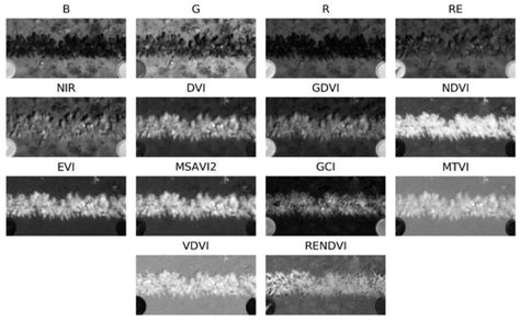 Predicting Table Beet Root Yield with Multispectral UAS Imagery
