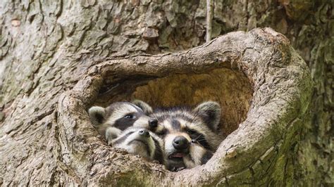 Where Do Raccoons Nest? - A-Z Animals