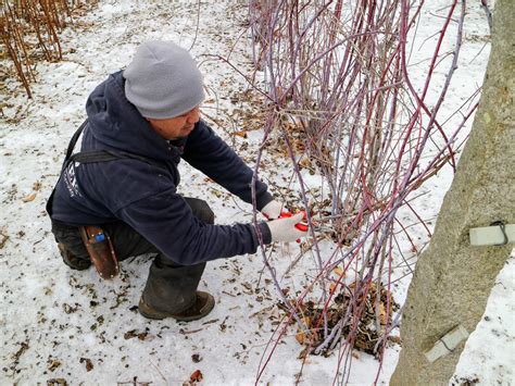 How to Trim Raspberry Bushes in Spring 的图像结果