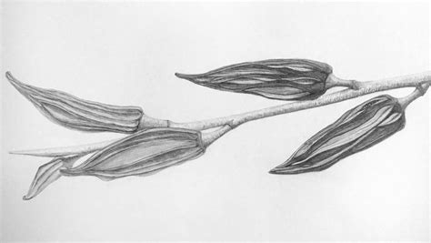 Image result for Graphite Tutorials