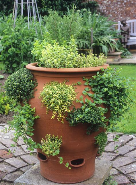 How to grow a herb garden | Herb garden design, Container herb garden ...