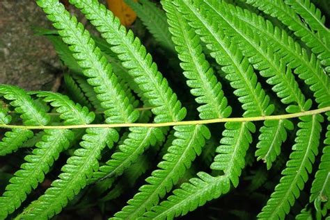 Thelypteris gueintziana (Mett.) Schelpe | Plants of the World Online ...