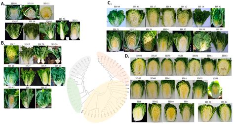 Elucidating Genetic Mechanisms of Summer Stress Tolerance in Chinese ...
