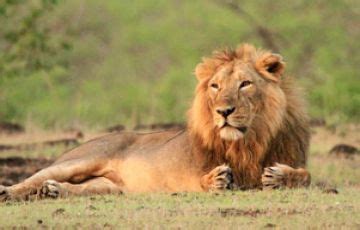 7 Days Ahmedabad, Dwarka, Somnath and Gir Religious Holiday Package ...